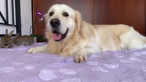 Golden Retriever as a BIG DADDY for Baby Bunnies!