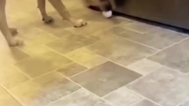 Funny cat 😂😂😂