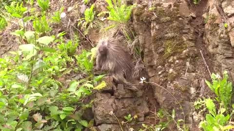 Porco Espinho Escalada Animal Vida Selvagem-