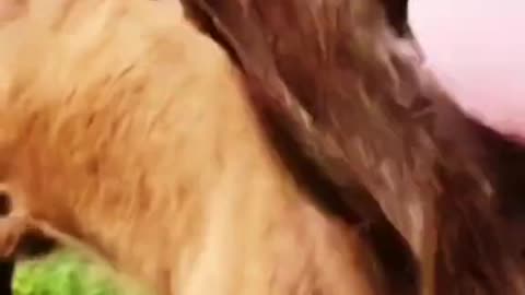 Animals funny video