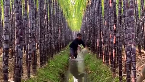 Sugarcan agriculture