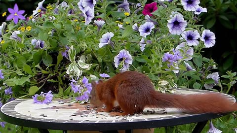 Cute Funny Squirrels