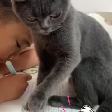 Fanny cat videos | kitty cat video | Cat videos | Cat Viral video |