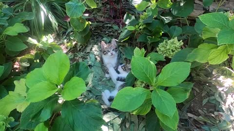 Cute kittens are wrestling among the plants in my garden