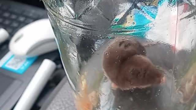 Caught a mole in my car