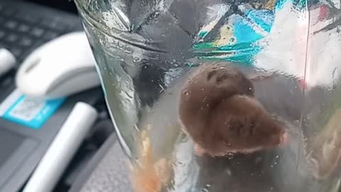 Caught a mole in my car