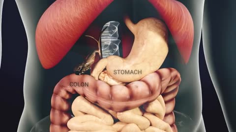 how long does it take for the body to digest food?