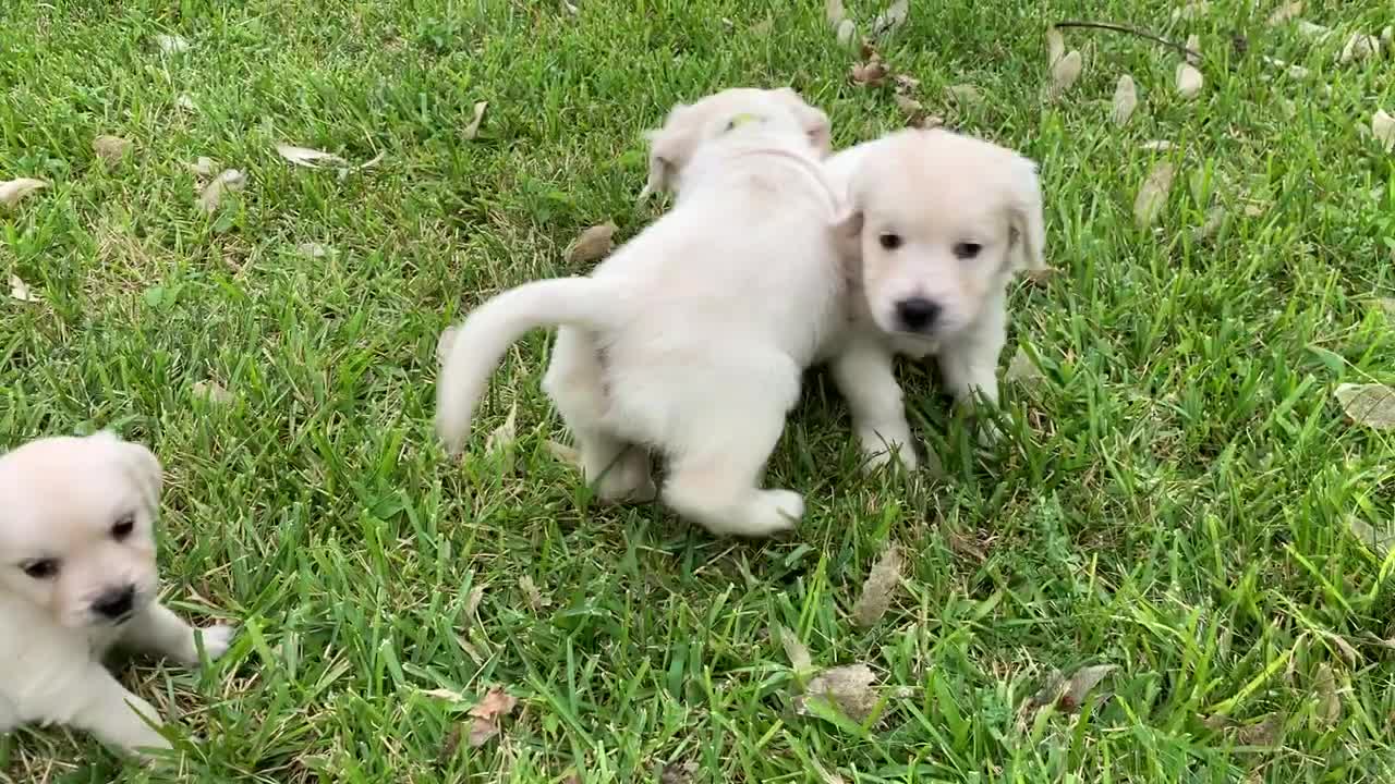 Puppy play