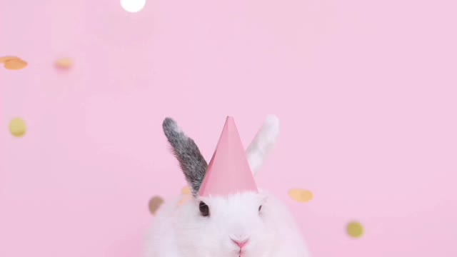 Bunny Birthday Winks With Birthday Song