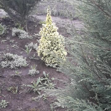 Rain and coniferous trees