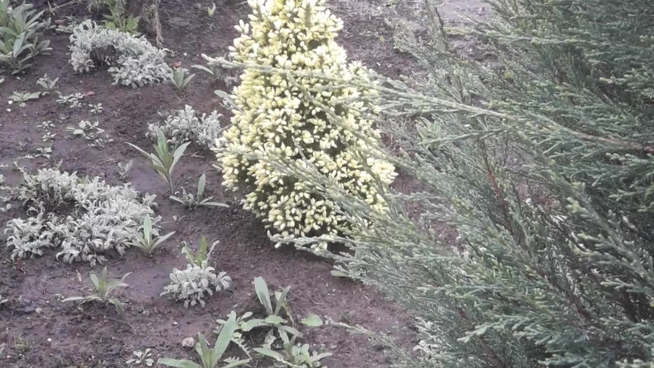 Rain and coniferous trees