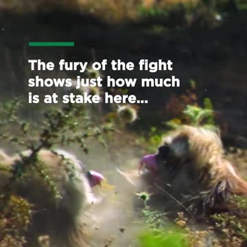 Vicious showdown between gelada brothers -