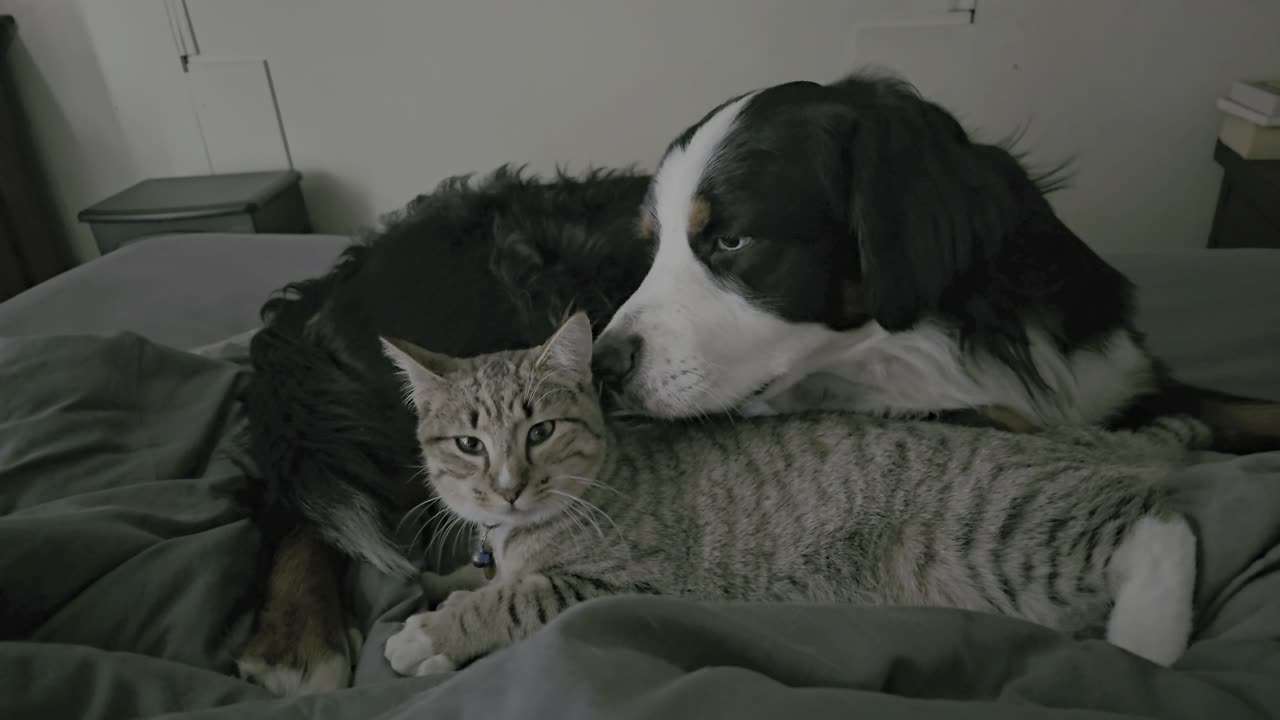 Purring Foster Cat Cuddles With Loving Dog