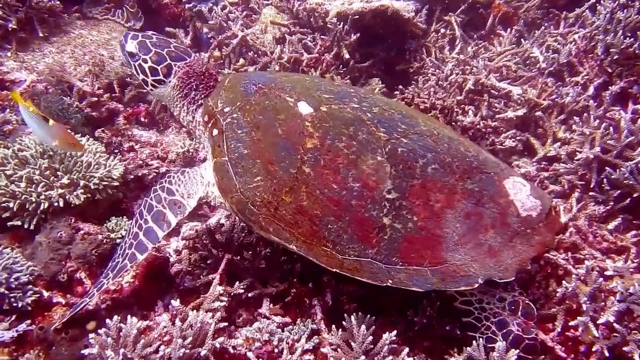 Top Compilation of Sea Creatures