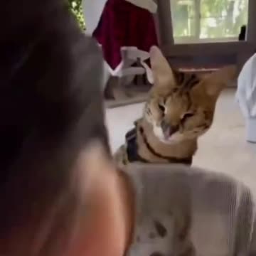 o gato boxeador bate no moleque besta