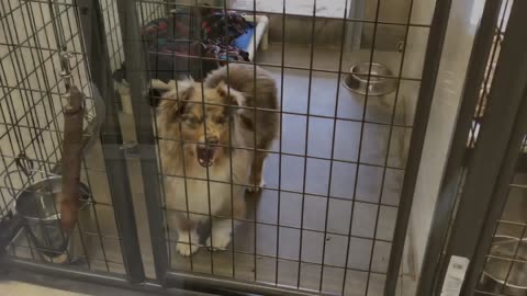 Walk Around Wednesday -Visit Numerous Puppy Mill Rescue Dogs Learning to Trust and Awaiting Adoption