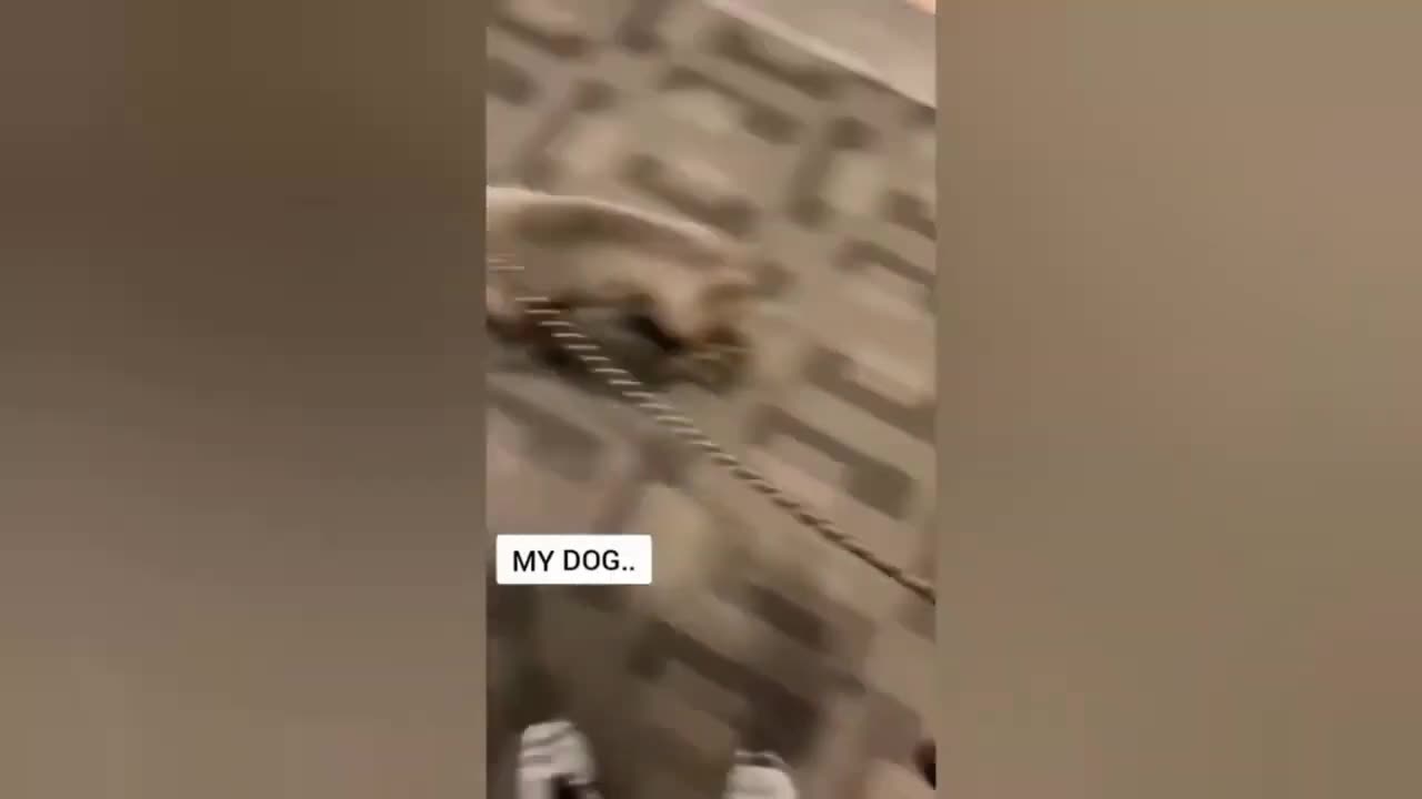 Funny Animals 27