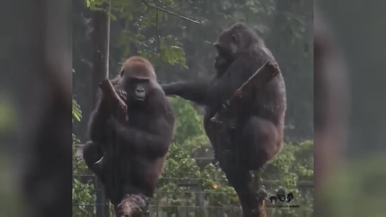 Chimpanzees don't mind