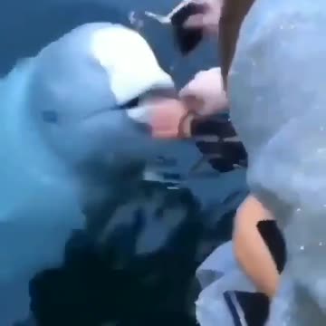 News Break: Beluga Saving Phone!
