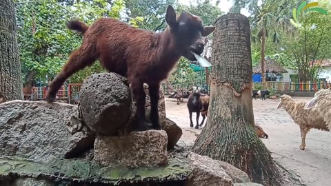 Goats funny cute ☺️