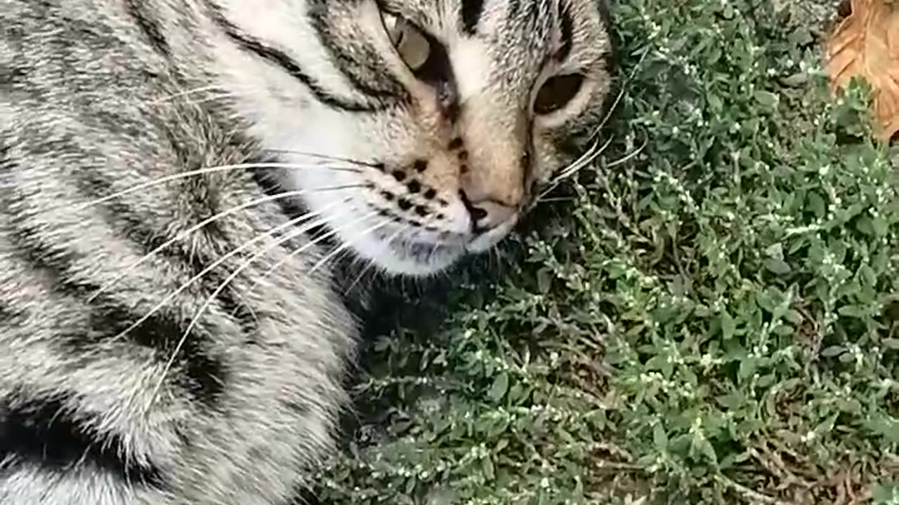 Sad cat