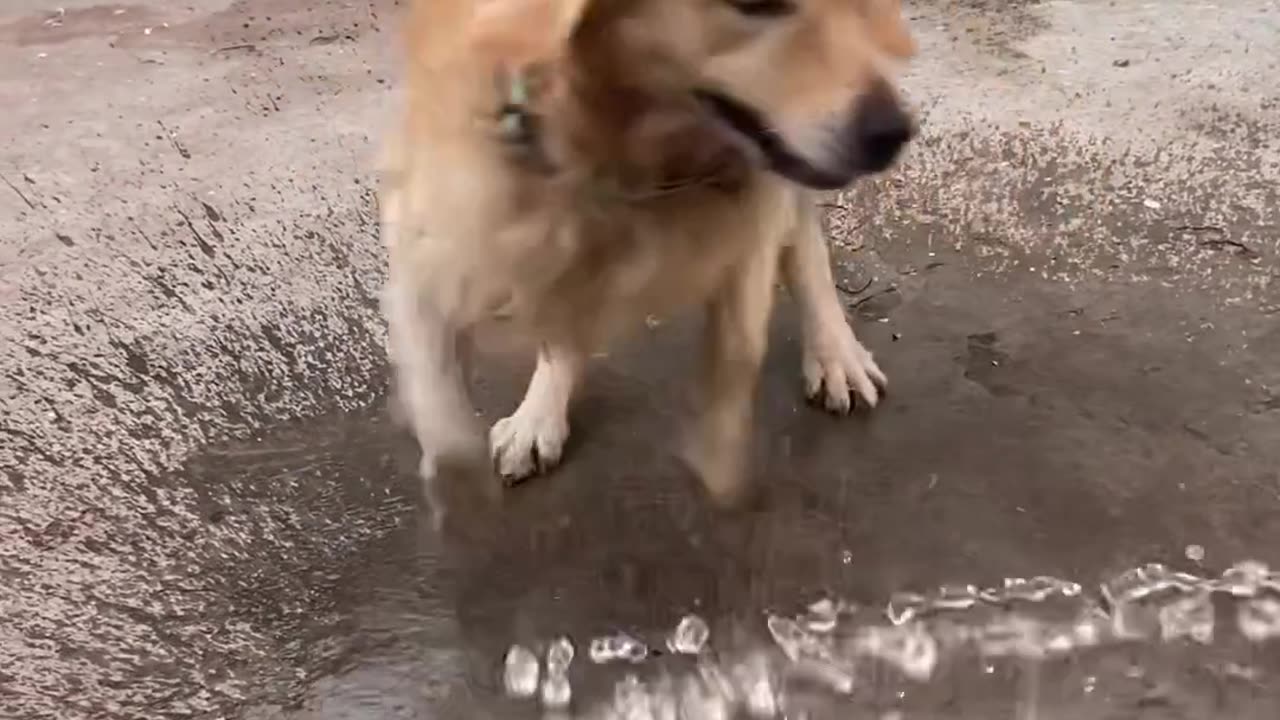 "Get ReadyAdorable Dog's Bollywood Dance Moves - 😲😲🐾You Won't Believe Your Eyes!"