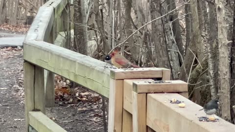 Beautiful female Cardinal