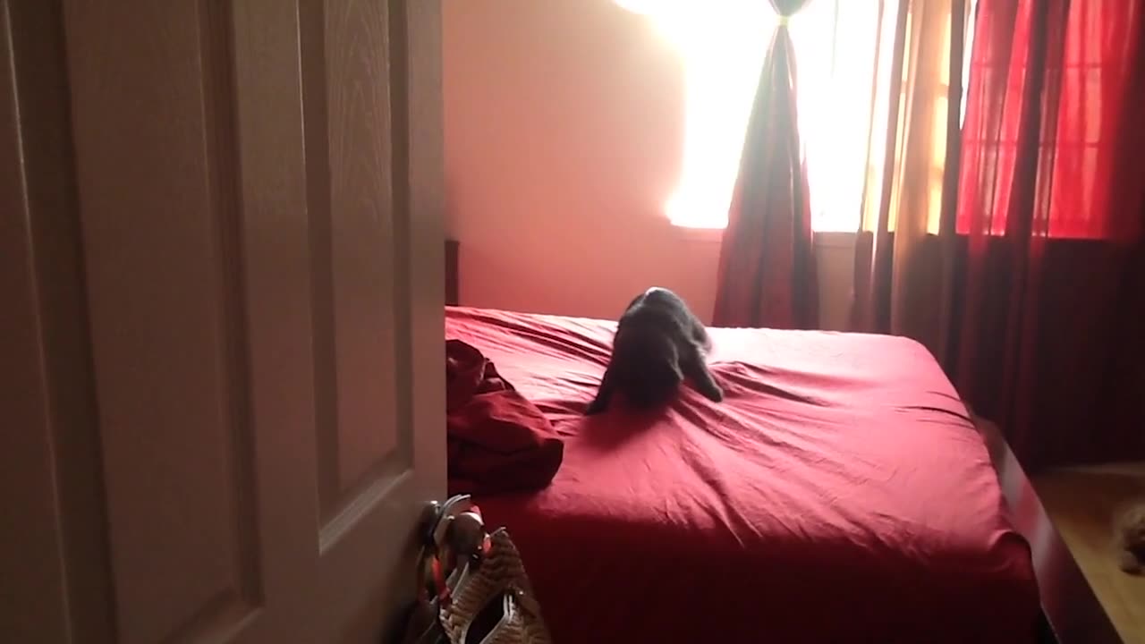 cat-above-bed-sheet-fights-cat-underneath-sheet