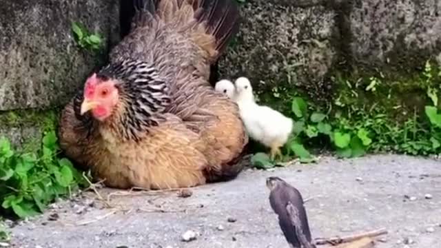 Mother hen protects her chicks