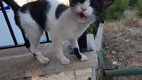 Black and white cat asks me for food with her cute meow