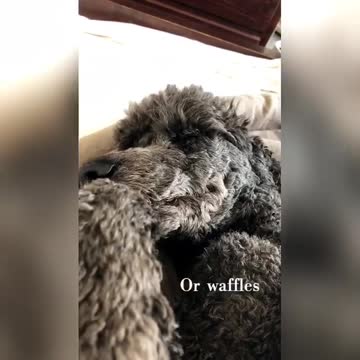 Lazy dog makes special request for Monday morning breakfast