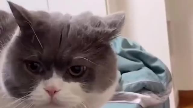 Cute Cat Meowing - Funny Cat Videos 🐾