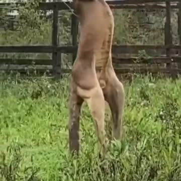 This kangaroo looks like he just finished his prison sentence | wildlife animals