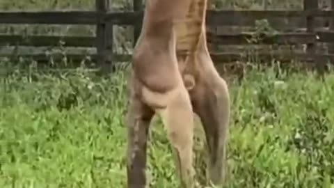 This kangaroo looks like he just finished his prison sentence | wildlife animals