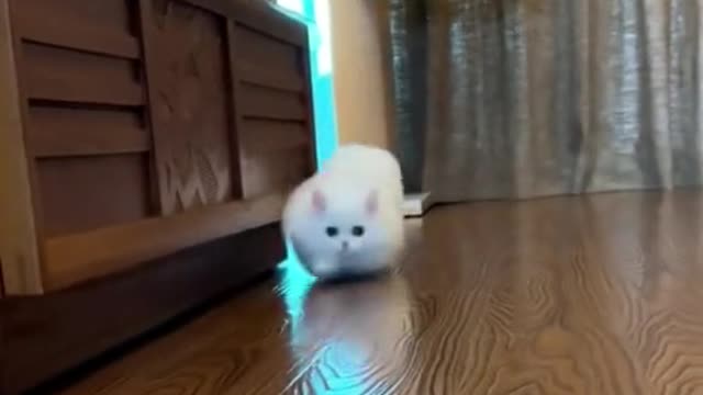 Look at this adorable kitty