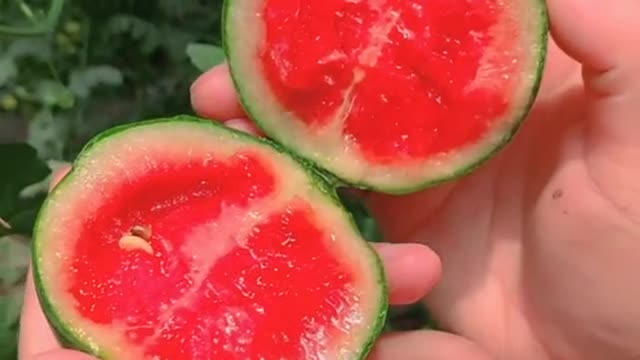 Watermelon fruit