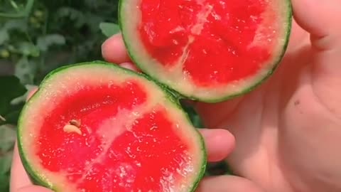 Watermelon fruit