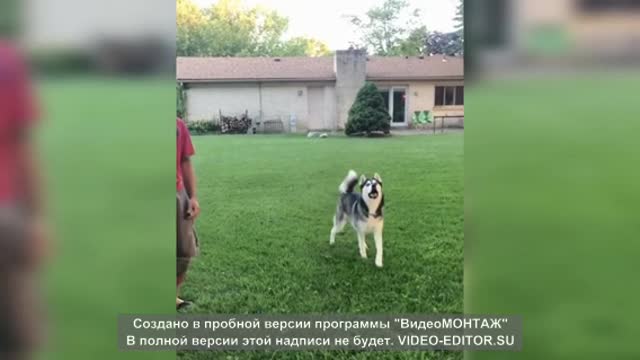 🤣 Videos Graciosos y Cortos de Animales 🐶😺 Recopilación de los Mejores Videos de Gatos y Perros