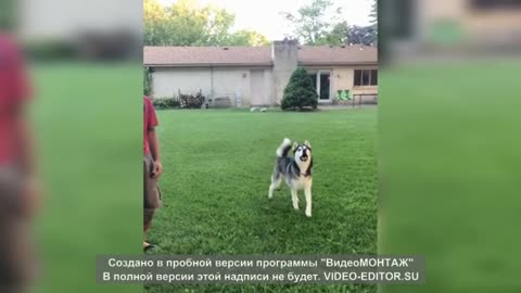🤣 Videos Graciosos y Cortos de Animales 🐶😺 Recopilación de los Mejores Videos de Gatos y Perros