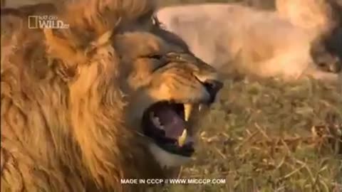 FUNNY LION LAUGHING