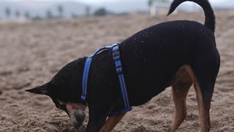 Beach dog looking for treasure