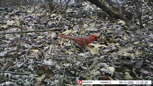 Backyard Trail Cam - Cardinal