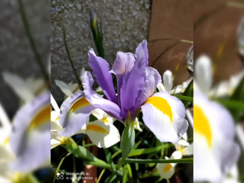 Beautiful flowers in pink and purple