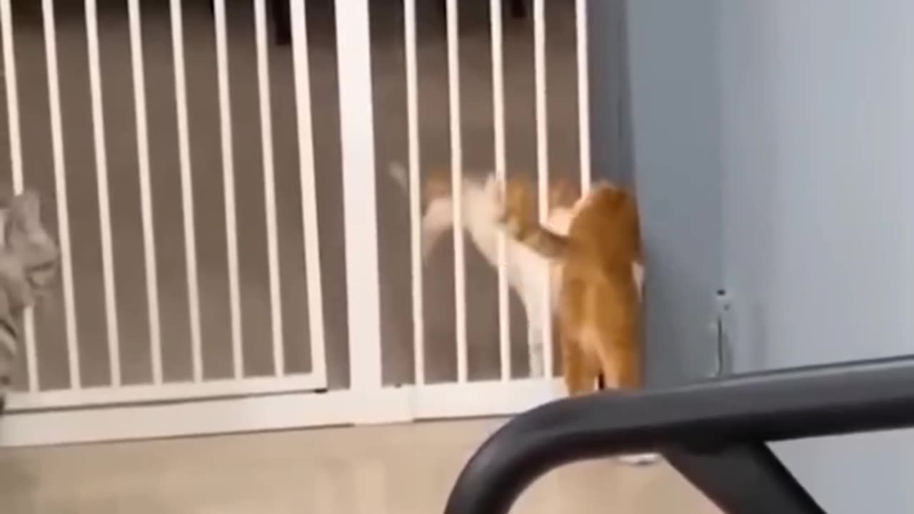 Cat passed in lock door