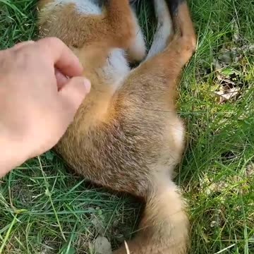 PET a wild FOX! | funny videos | HQ