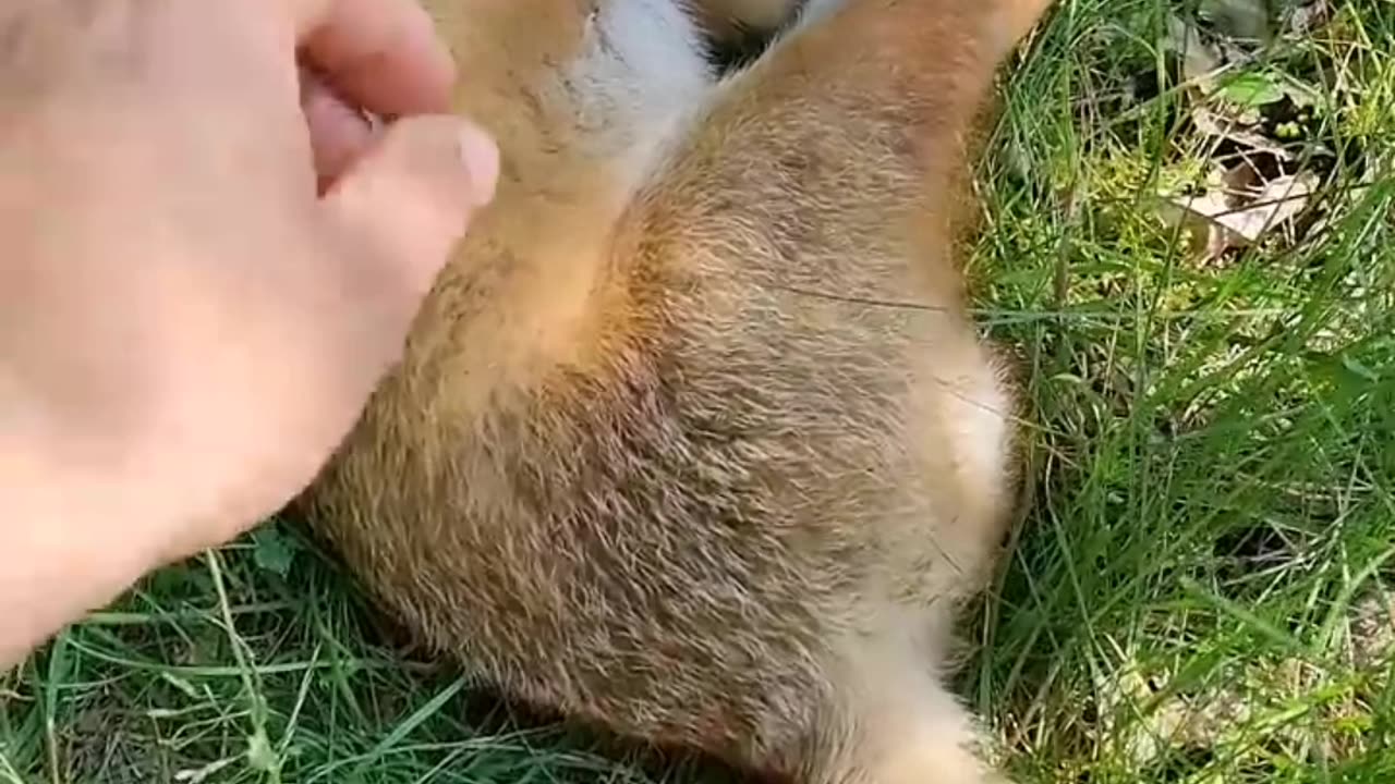 PET a wild FOX! | funny videos | HQ