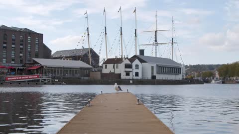 Wide Shot of Seagull Standing On Pontoon In Bristol Marina In Bristol England