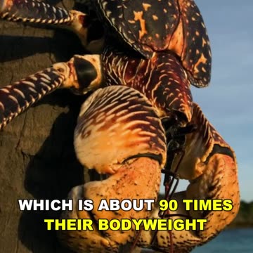 Coconut Crab _ Bird Eating Crab