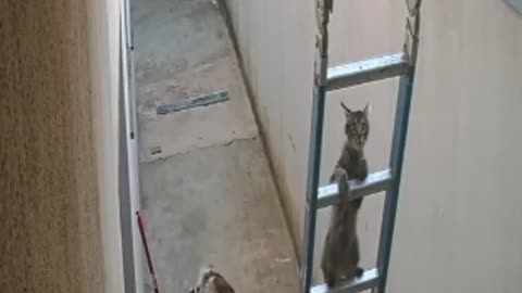 Cat Follows Guy Going Up Ladder