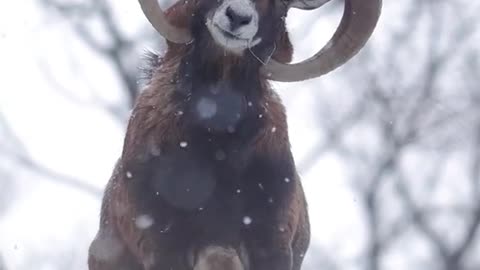 How to make amazing and I will send it to you on the